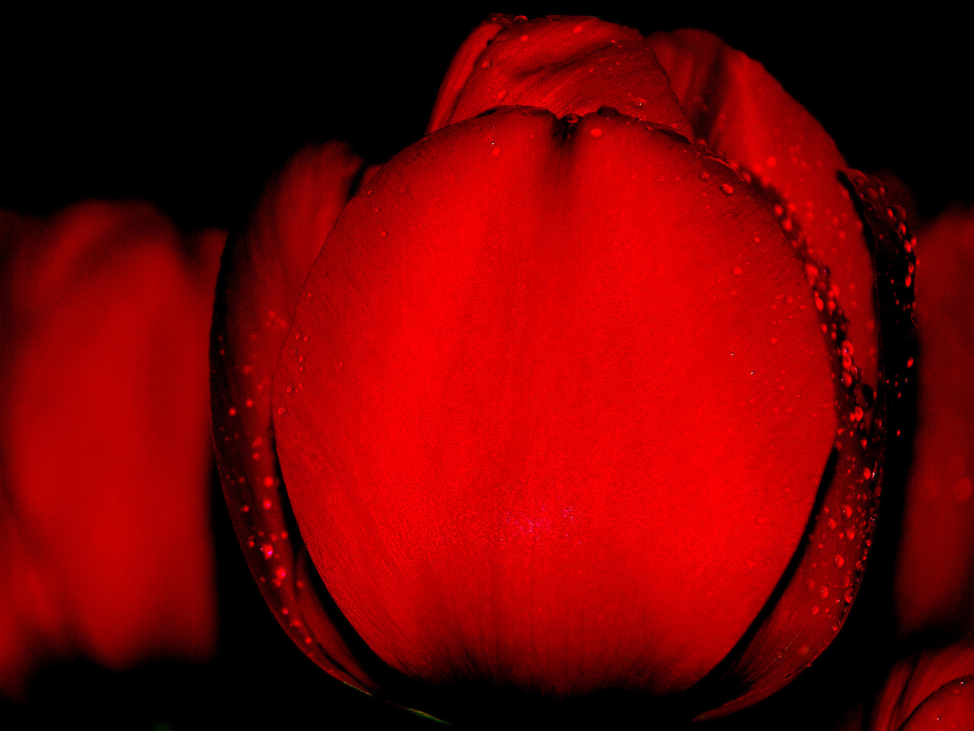 tulipány